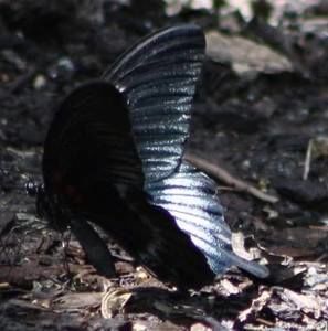 Meet your Posher, Misty